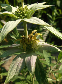 Gelbe /Gefleckte Indianernessel - Monarda punctata (Pflanze)