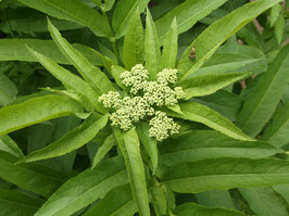 Staudenholunder, Attich - Sambucus ebulus (Pflanze)