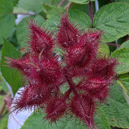 Japanische Weinbeere, Rotborstige Himbeere - Rubus phoenicolasius (Pflanze)