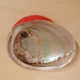 Abalone Muschel Haliotis diversicolor