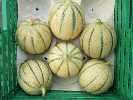 Melone Chanterais