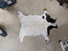 Fell 29