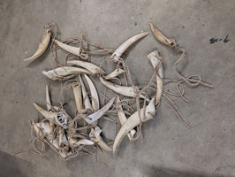Hornknochen