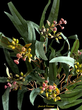 Branche d'Eucalyptus / Baies
