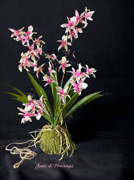 Kokedama Orchidée Cambria Rose