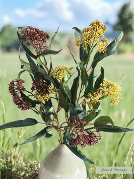 Branche d'Eucalyptus / Graminées