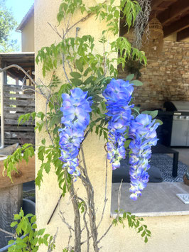Branche de Glycine
