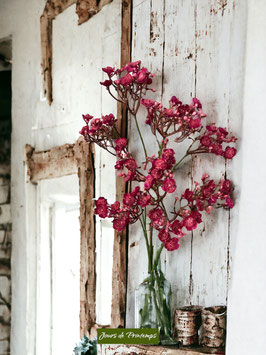 Gypsophille Printemps / Été