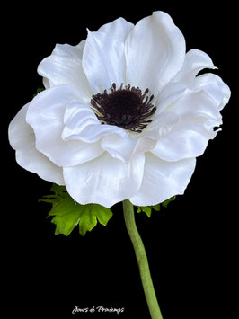 Anémone blanche