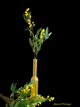 Mimosa