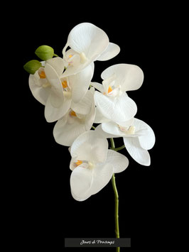 Branche de Phalaenopsis blanc
