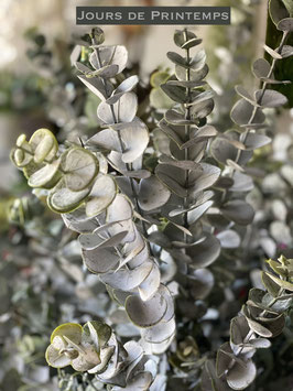 Branche d'Eucalyptus gris poudré