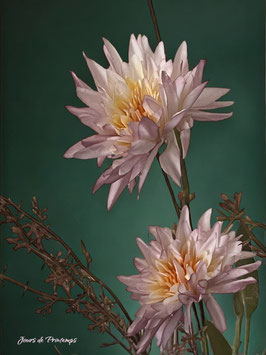 Botte d'Aster