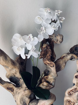 Branche double de Phalaenopsis avec feuilles et racines
