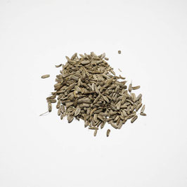 Fenchel, bitter