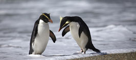 Fiordland crested penguins