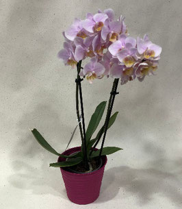 Orchidée kolibri  sarah