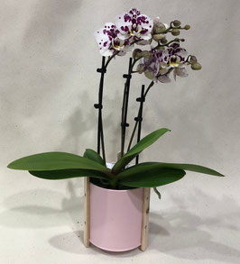 Orchidée Sophie