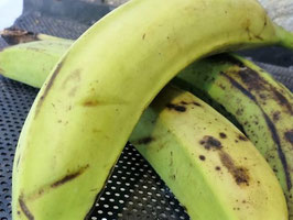LF. Plátano Macho