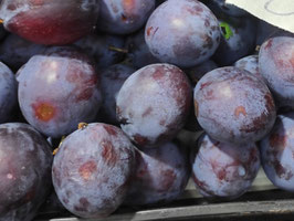 FJ. PRUNAS