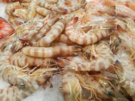 PT. LANGOSTINO