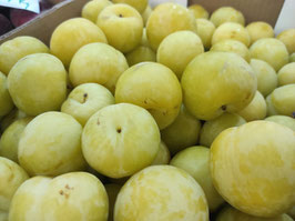 FC. CIRUELO AMARILLO
