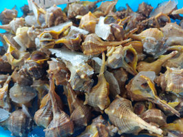 RB. CAÑAÍLLAS COCIDAS