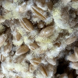 Koji Fermentation 24.10.2025