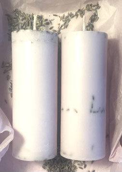 Lavandula hybrida