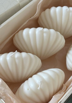 Muschel Seashell