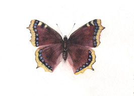 Kunstkarten - Set 4x A6: Schmetterlinge
