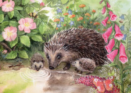 Igel im Garten - Schwerdtfeger