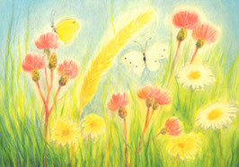 Postkarte: Margeriten und Schmetterlinge