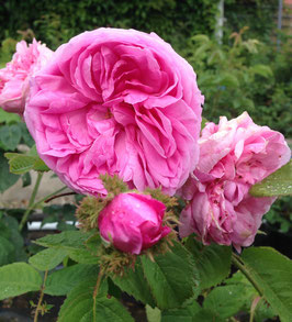 Comte de Chambord