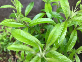 夏至限定・太陽と植物の恵みを感じるハーブ・ハンドマッサージ