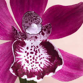 Cymbidium Orchidee dunkel Magenta 1-Blüte