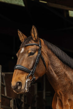 【E】NORTON - Basal - Bridle (Black)