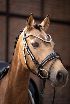 【H】Bridle -Limone Elegant- (black/beige)15870