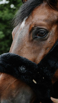 【E】Halter Je t'aime EQUITHÈME - Snuggy