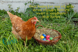 Huhn mit farbigen Eiern