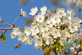 Kirschblüten mit Biene
