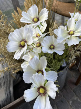 Cosmea per tak