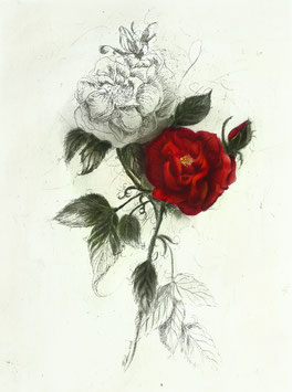 Original-Radierung - Rose - 1623