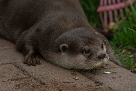Fotoshooting mit Ottern