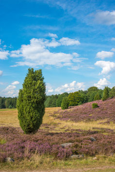 Wacholderheide, Briefkarte