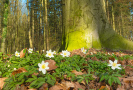 Weiße Blüten, Briefkarte