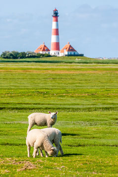 Drei Lämmer von dem Leuchtturm Westerheversand, Briefkarte