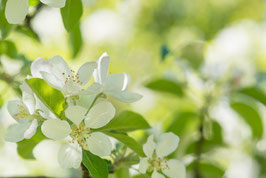 Apfelblüten, Briefkarte