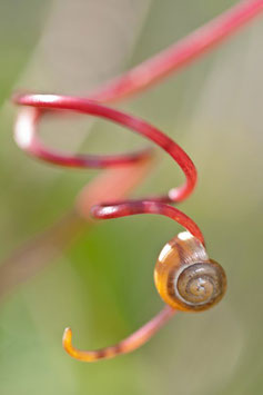 Laubschnecke, Briefkarte