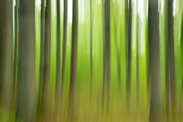 Frühling im Wald, Briefkarte